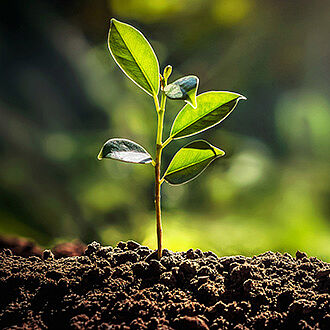 Small plant in soil